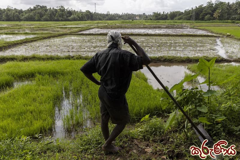 කුරුණිය: අපේ දරුවෙක් වගේ හිටපු මහ පොළොවට වහ දුන්නු ජාතියක් අපි (2 කොටස) | ඉන්දු පෙරේරා