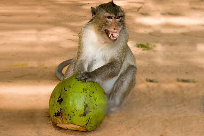 සතුන් ගණන් කිරීමෙන් වගා හානි වැලැක්විය හැකිද? | සුනිල් කන්නන්ගර