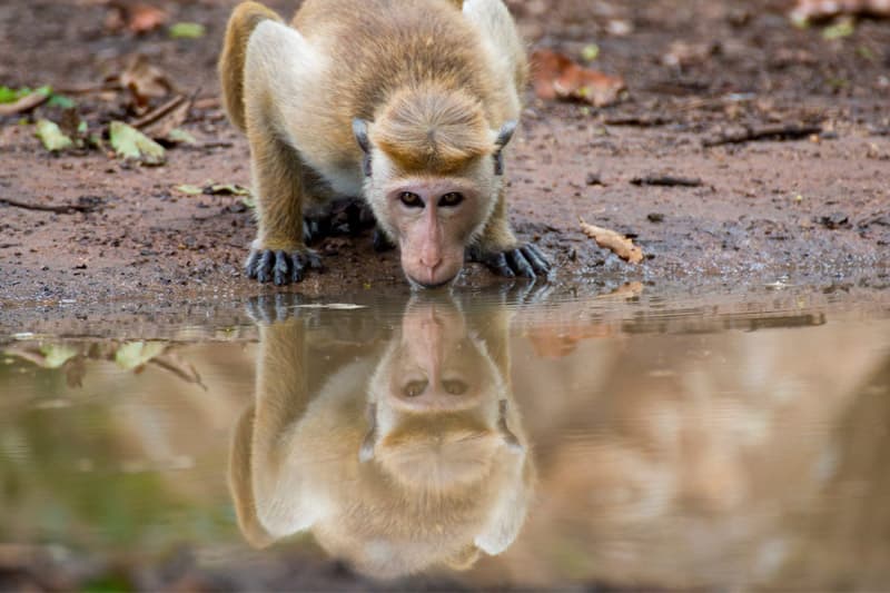 තරම දැන කළ යුතු 'උඩින් පල්ලෙන්' සත්ව සංගණනය | රේණුකා දමයන්ති ගමගේ