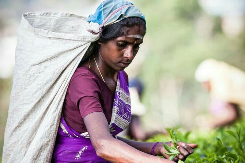 රාක්ෂාව (1 කොටස) : මල්ලිට විටාමිල්ක් ගන්නට තේ දළු කඩන්න ගිය දැරිය | ඉන්දු පෙරේරා