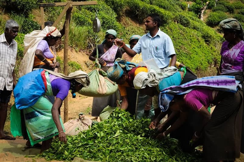 රාක්ෂාව (2 කොටස) : රුපියල් විසි පහේ දවස් පඩියට රාසම්මා ට රැකියාවක් | ඉන්දු පෙරේරා