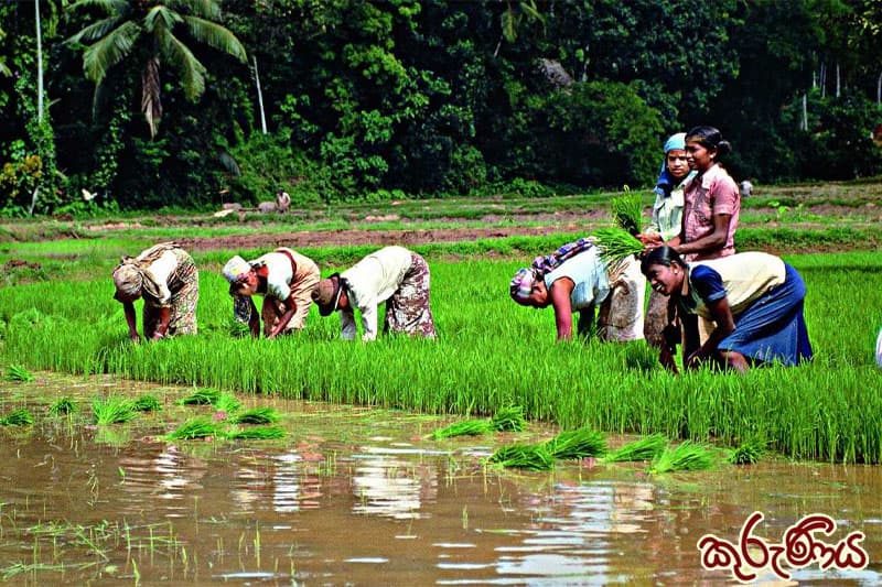 කුරුණිය : 'කරණය'ට කරන වී වගාව (1 කොටස) | ඉන්දු පෙරේරා