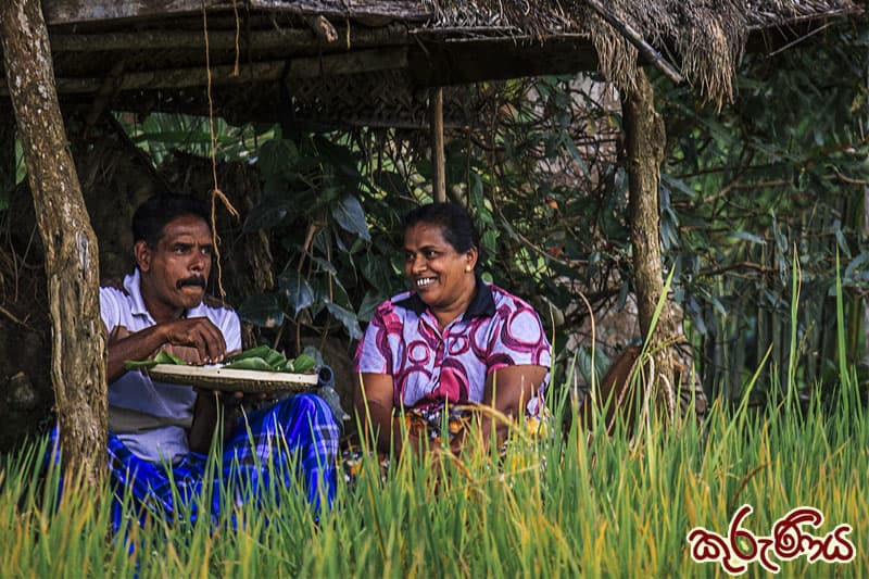 කුරුණිය : කුලියක් මලියක් නැතිව එකිනෙකා සහයෝගයෙන් කළ වී වගාව (3 කොටස) | ඉන්දු පෙරේරා