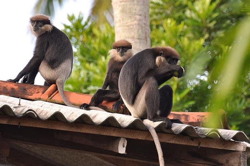 විදුලිය බිඳ වැට්ටවීමේ වරදින් පානදුරේ වඳුරා ‘නිදොස් කොට නිදහස්!' | රේණුකා දමයන්ති ගමගේ