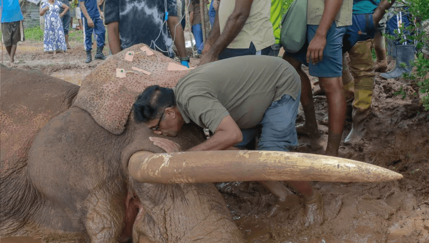 අලියා නැගිට්ටවන ඇත් රජු කවුද? | උපුල් ජෝශප් ප්රනාන්දුගේ ගුරුදා විග්රහය