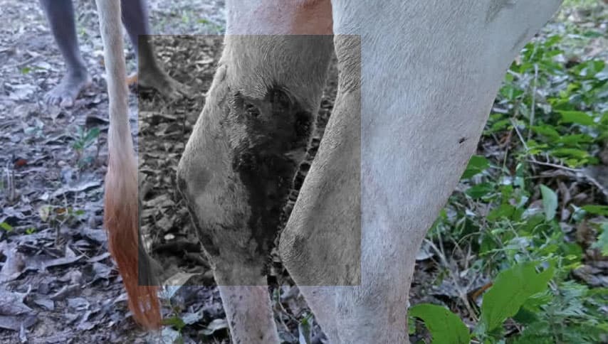 මයිලත්තමඩු ගවයින්ට වෙඩි: අධිකරණ නියෝග ක්රියාත්මක කරන්නැයි ඉල්ලීම්