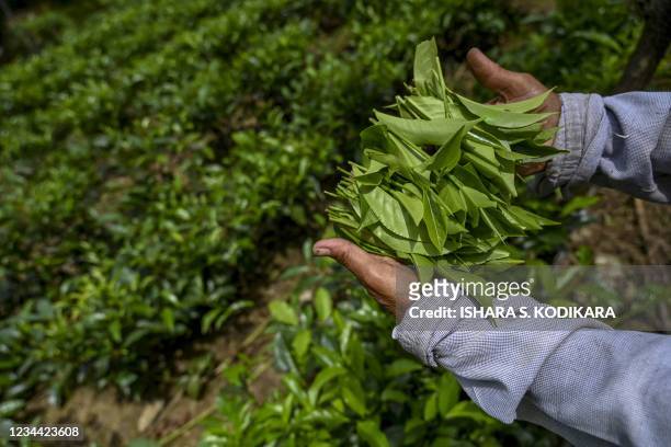 In this picture taken on July 31, 2021, a tea picker works on a plantation in the southern district of Ratnapura, as Sri Lanka on August 3, 2021 lifted a ban on chemical fertiliser imports after farmer protests, forecasts of severe food shortages and worries about the island's crucial tea exports. (Photo by Ishara S. KODIKARA / AFP) (Photo by ISHARA S. KODIKARA/AFP via Getty Images)