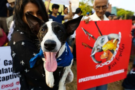 animal rights activist holds his pet during 440nw 10567962a