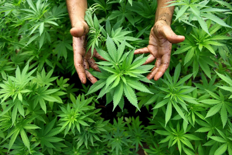medicinal cannabis cultivation ScaleWidthWzc5NV0