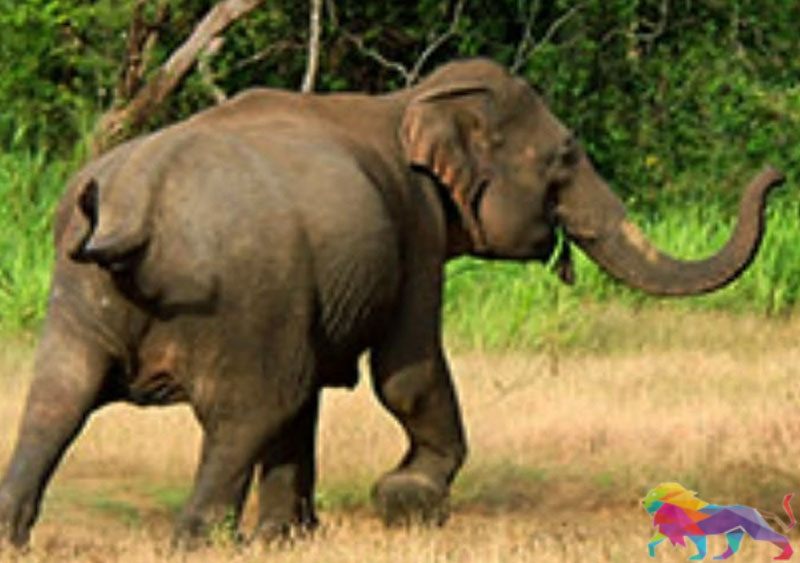 හම්බන්තොට අලින්ට ප්රශ්න ඇතිකරන්නේ 'ඇමැතිවරයකුගේ ආධාරකරුවන්'